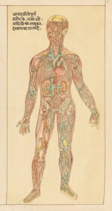 hindu-anatomy